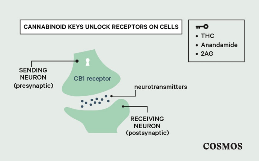 Cannabis keys unlock receptors on cells