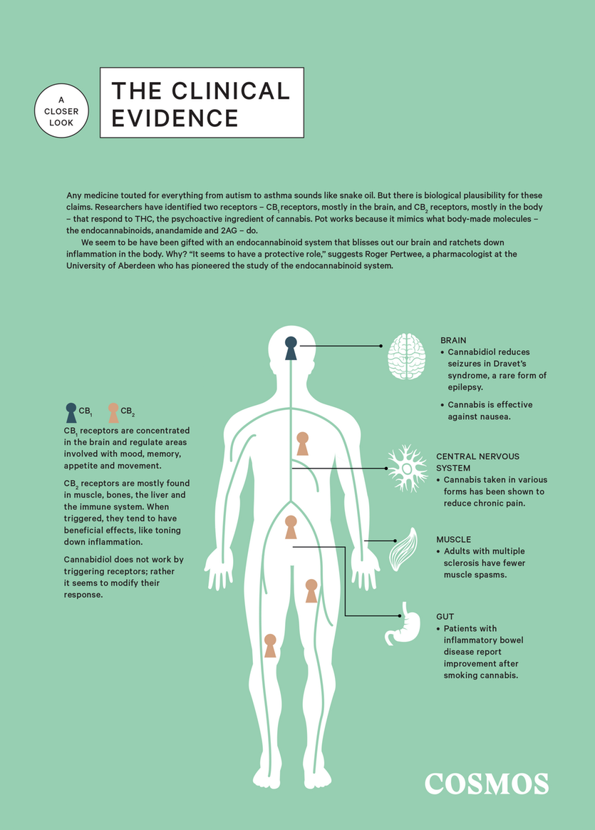 A closer look at the clinical evidence of medical cannabis.