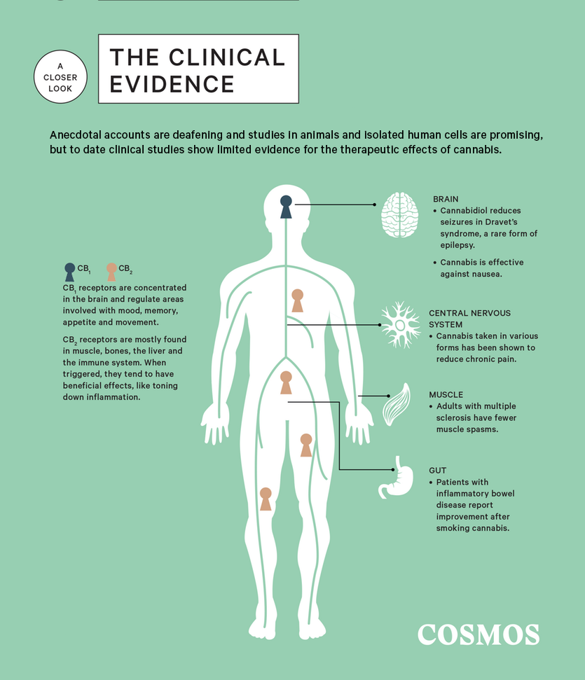 A closer look at the clinical evidence of medical cannabis.