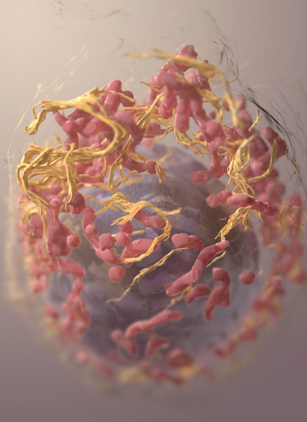 The three-dimensional structure of a melanoma cell.