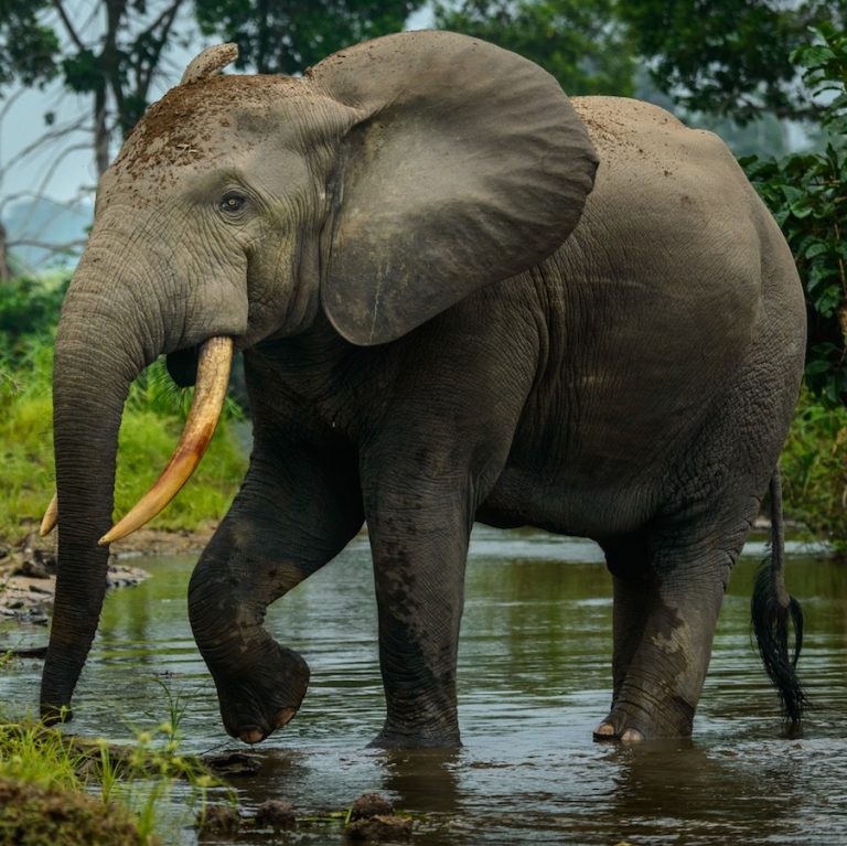 Gabon forest elephants numbers collapse by 80% - Cosmos Magazine