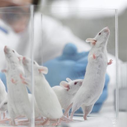 Dirty mice give insight into human disease