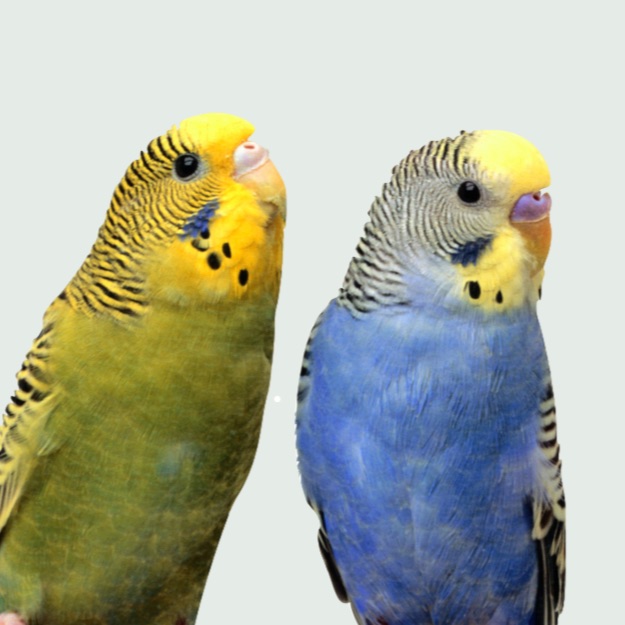 Birds learn artificial grammar