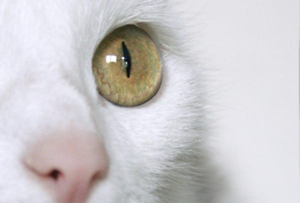 why-do-cats-have-slit-shaped-eyes-cosmos-magazine