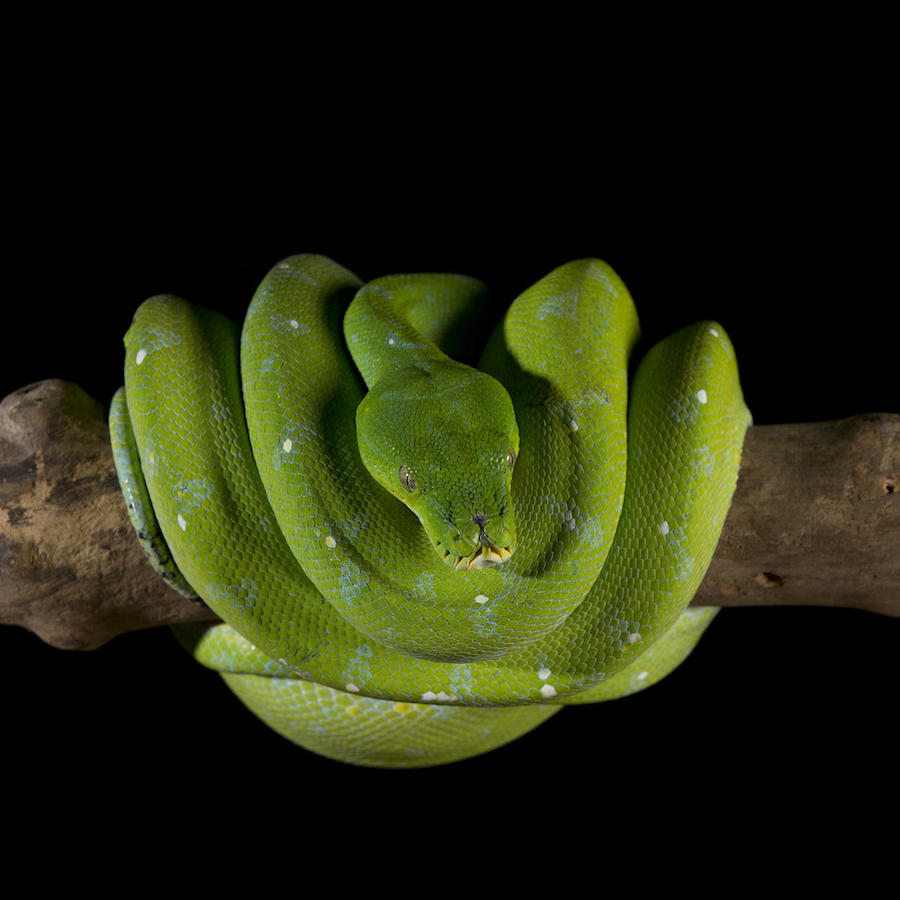 How Snakes Lost Their Limbs