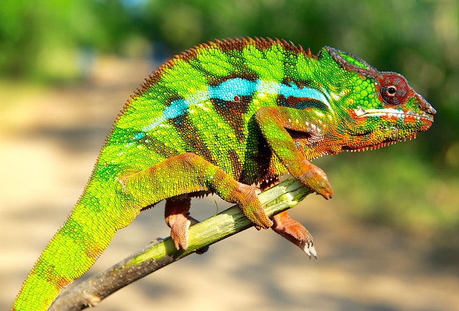 Chameleons change colour to stand out