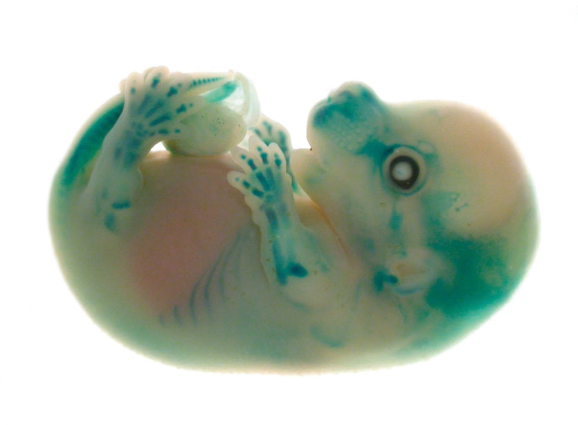 Thylacine dna is so intact it can function in a mouse embryo. The blue pattern shows where the dna is trying to direct the development of the skeleton.