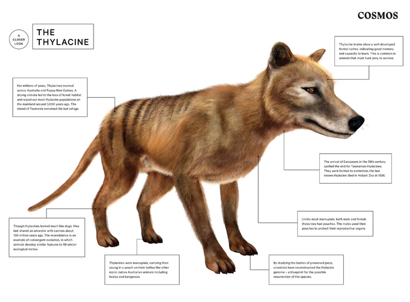 A closer look at the thylacine.