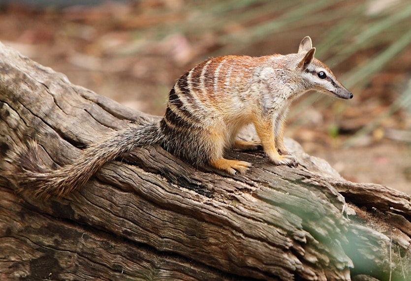 A few tweaks to turn a numbat into a thylacine? The striped termite-eating numbat, about the size of a large squirrel, will have its dna edited to resemble that of its long-lost cousin.