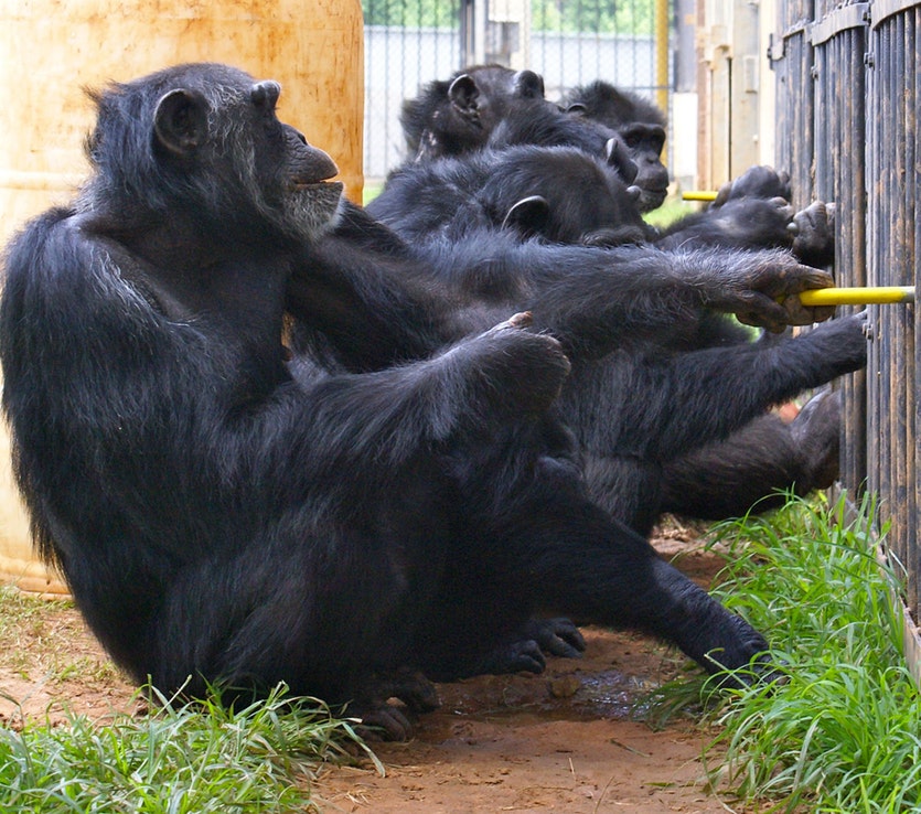 230816 chimpanzee 1