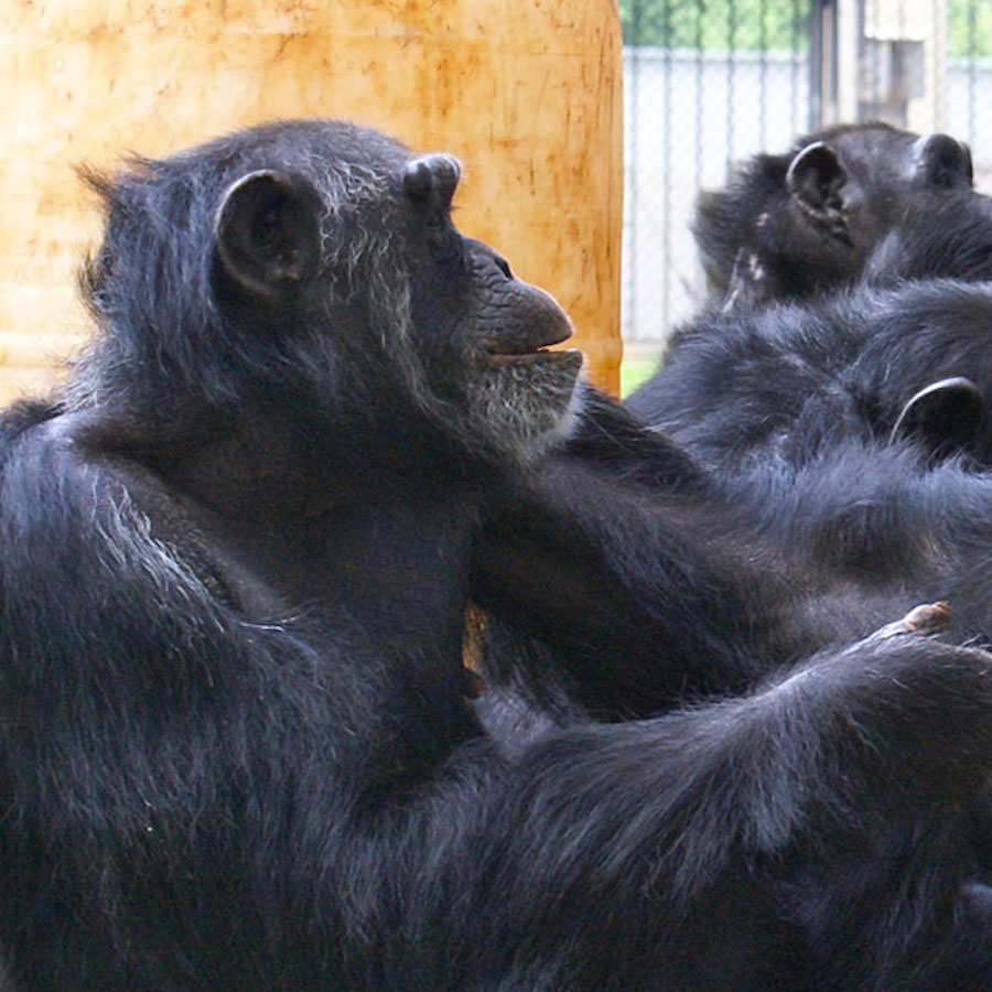 Chimpanzees lend each other a helping hand