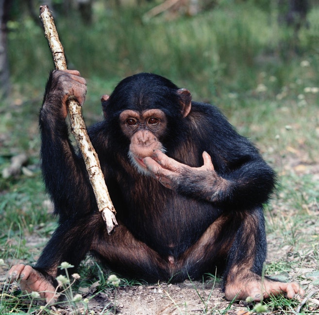 240216 chimp 1