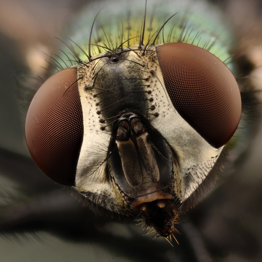 Dating Advice From A Blow Fly Cosmos Magazine