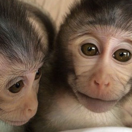 Proposed Ban Re Ignites Primate Research Debate