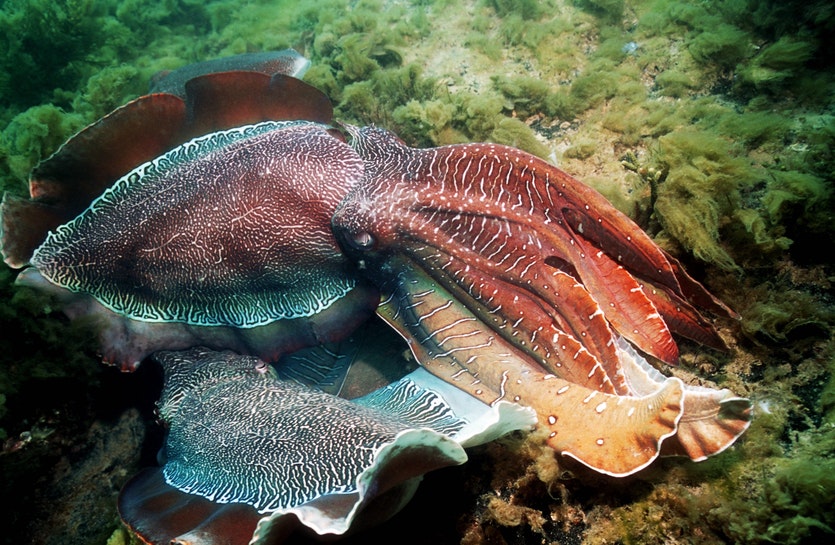 Octopus, Squid And Cuttlefish Numbers Booming - Cosmos Magazine