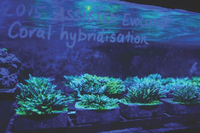 Coral breeding experiments at seasim, the world’s most sophisticated aquarium.