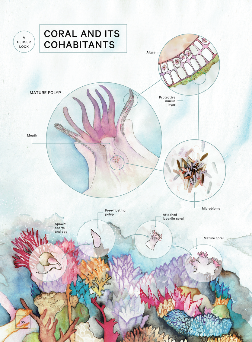 Infographic: a closer look at coral and its cohabitants.
