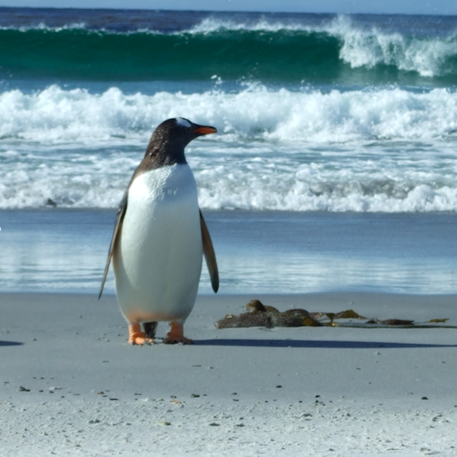 Sea life infiltrates Antarctica