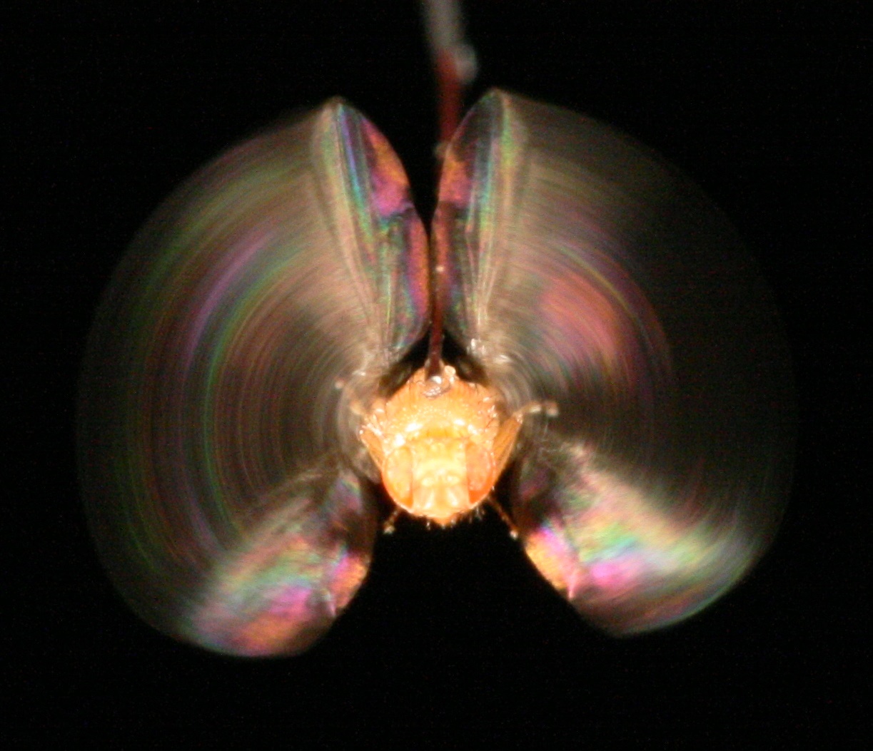 A fruit fly in tethered flight.