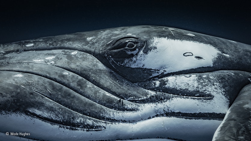 Close-up of the eye of a humpback whale.