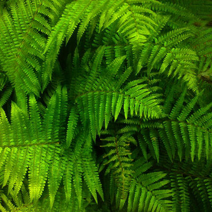 How ferns learnt to live in the shadows - Cosmos Magazine