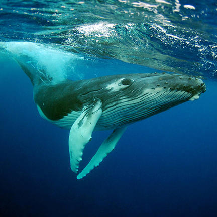 Lab talk: another reason to save the whale