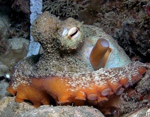 290116 octopus 1