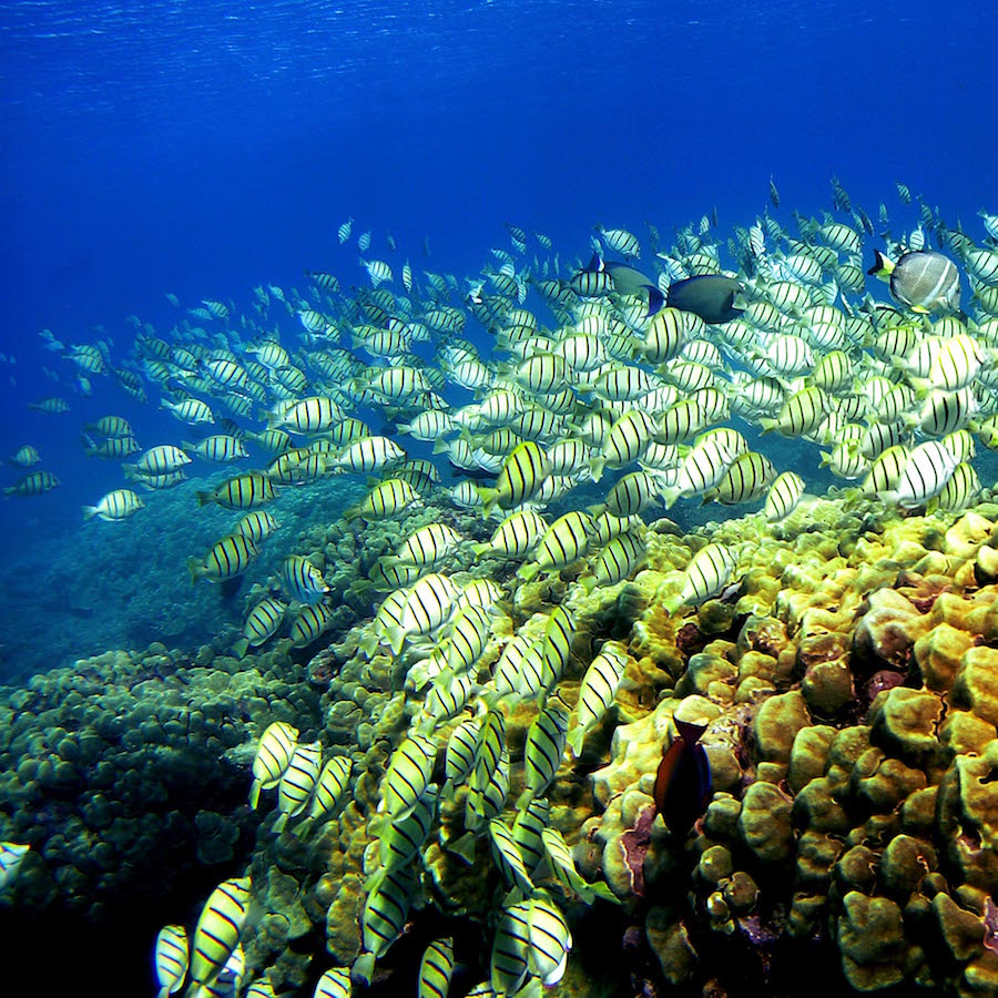 Baby fish follow sounds of a healthy reef