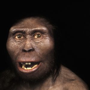 Lucy the hominin died after tumble from tree - Cosmos Magazine