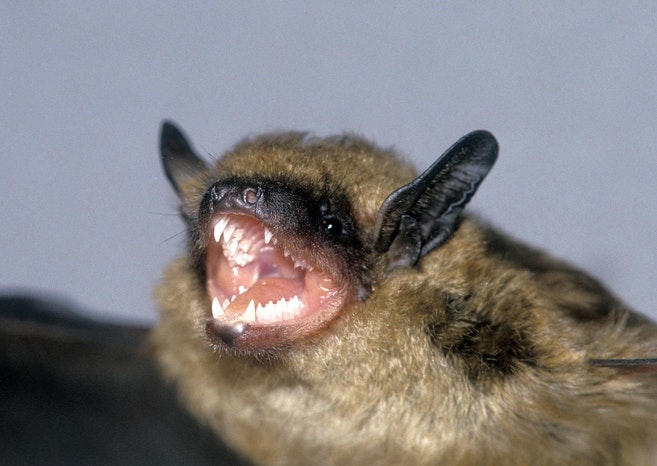 bat auditory sensitivity