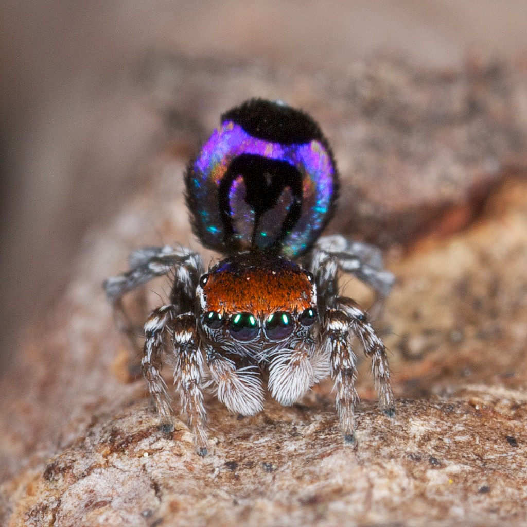 The peacock spider Maratus robinsoni.