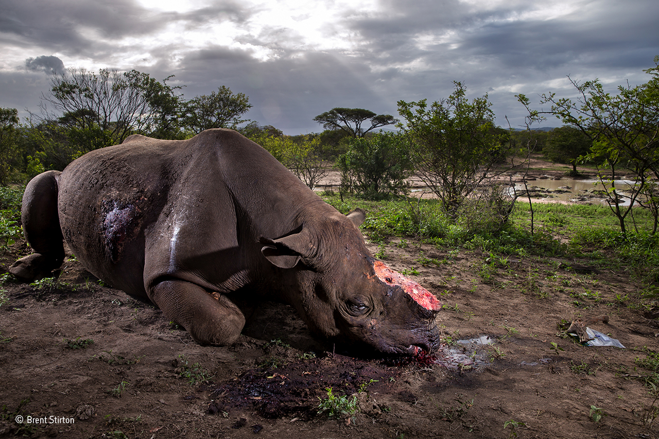 A dead black rhinoceros with its horn removed.