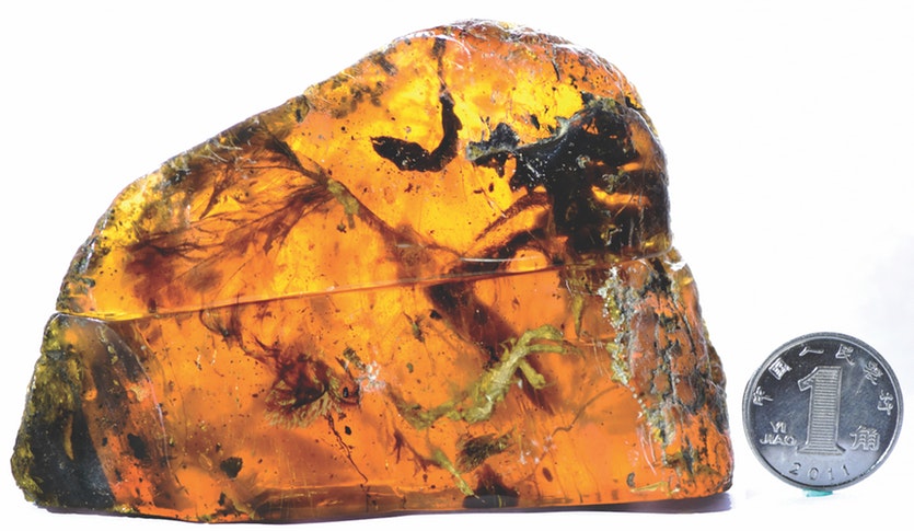 Barely three-and-a-half centimetres long, the preserved details of this enantiornithes hatchling are extraordinary.