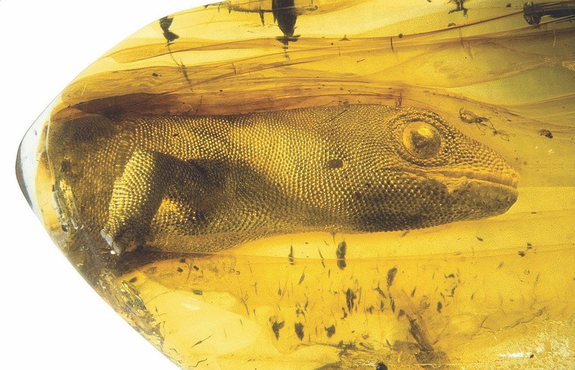 When it was revealed in 2006, this preserved lizard, named yantarogekko balticus, was the oldest fossil gecko ever discovered.