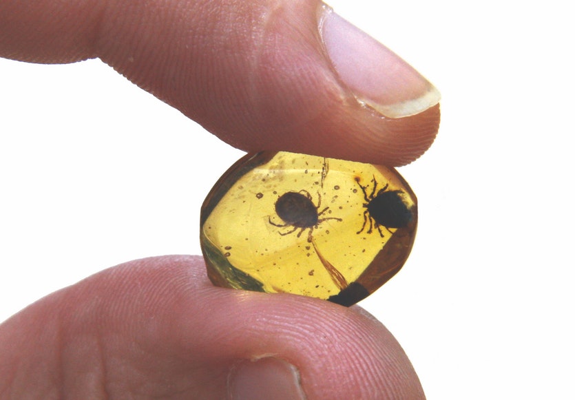 A tick trapped in amber, and entangled in a feather that might well have belonged to a dinosaur.