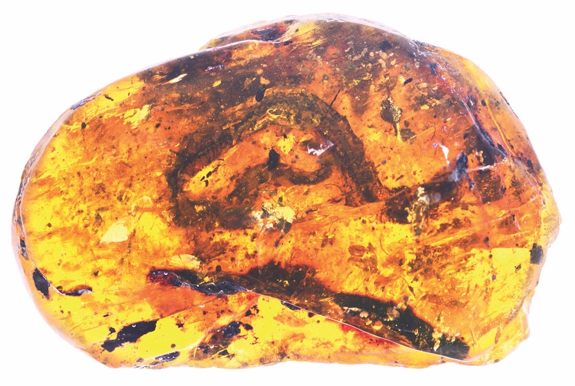 This fossil snake, xiaophis myanmarensis, was trapped in amber in what is now myanmar, 99 million years ago.
