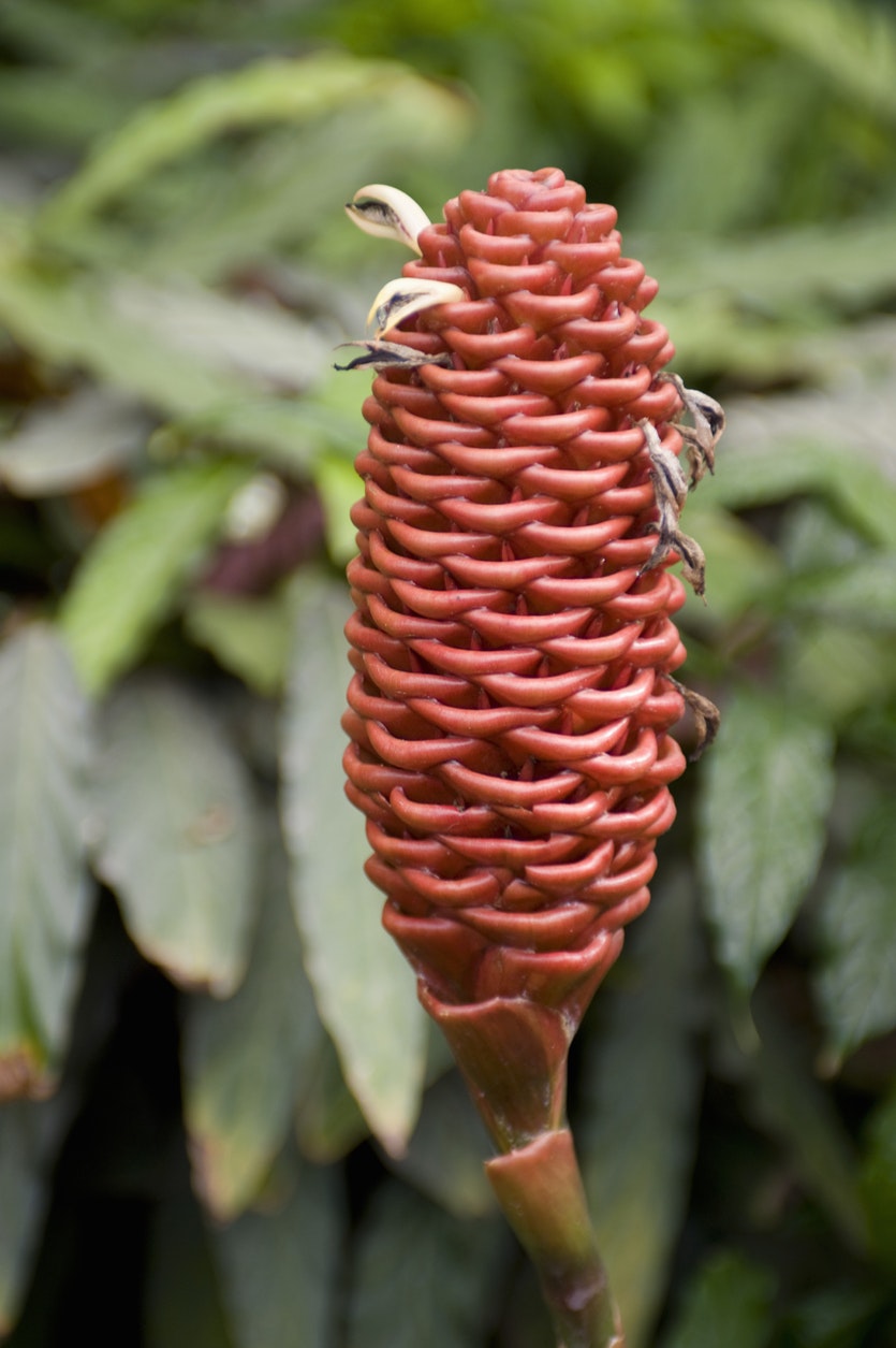 The flowers of the beehive ginger plant (Zingiber spectabile) look like beehives but smell like ginger.