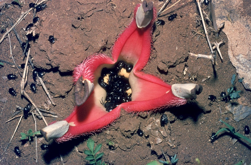 Flowers: Hydnora africana grows underground, leeches nutrients from the roots of other plants, and sends up malodorous flowers to attract insects.