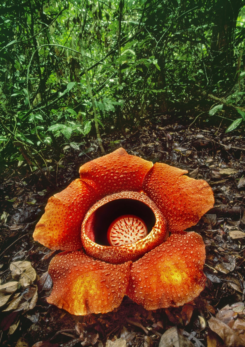 Flowers: Rafflesia keithii is a parasitic flowering plant that grows in the mountainous Sabah region of the island of Borneo.