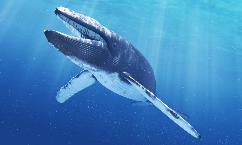 This mysterious call may come from a hybrid between a fin whale and a blue whale, pictured.