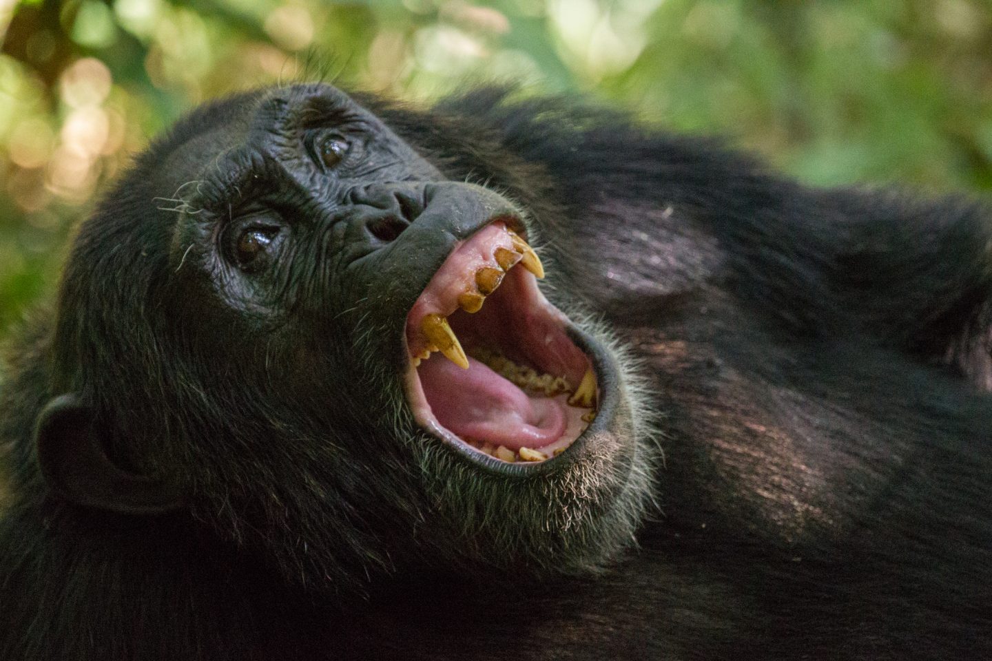 Mountains out of molarhills: understanding how teeth develop can help us understand relationships between humans and related species like chimpanzees.