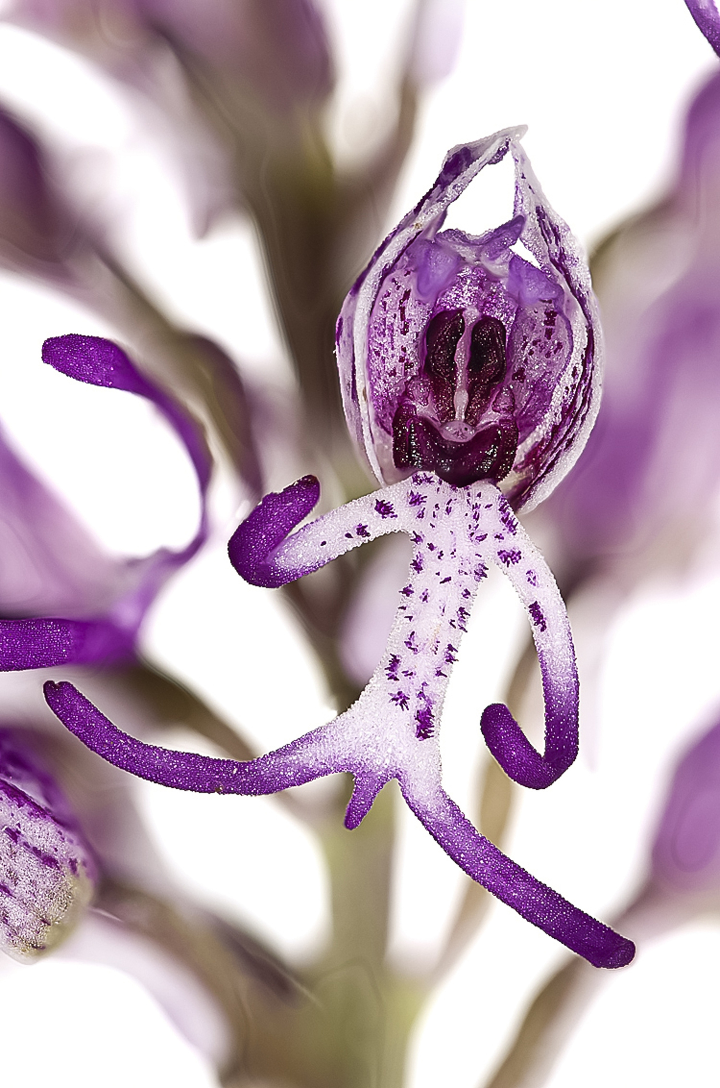Flowers: The monkey orchid (Orchis simia) is widespread in central and southern Europe.