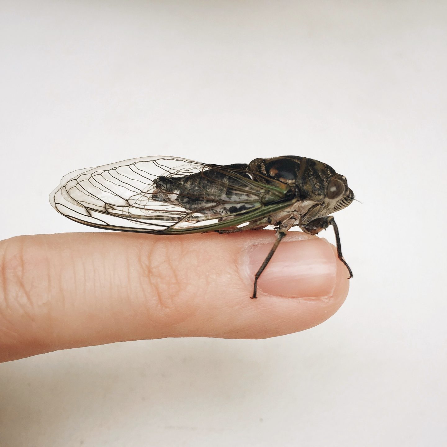 What’s the buzz? Cicadas end their larval stage on strict 13- or 17-year cycles.