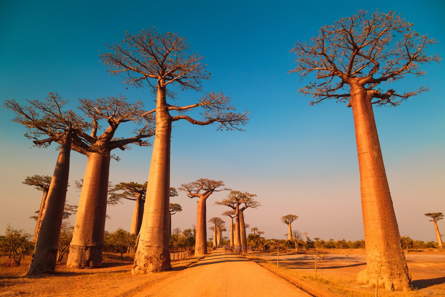 baobab trees have started dying.