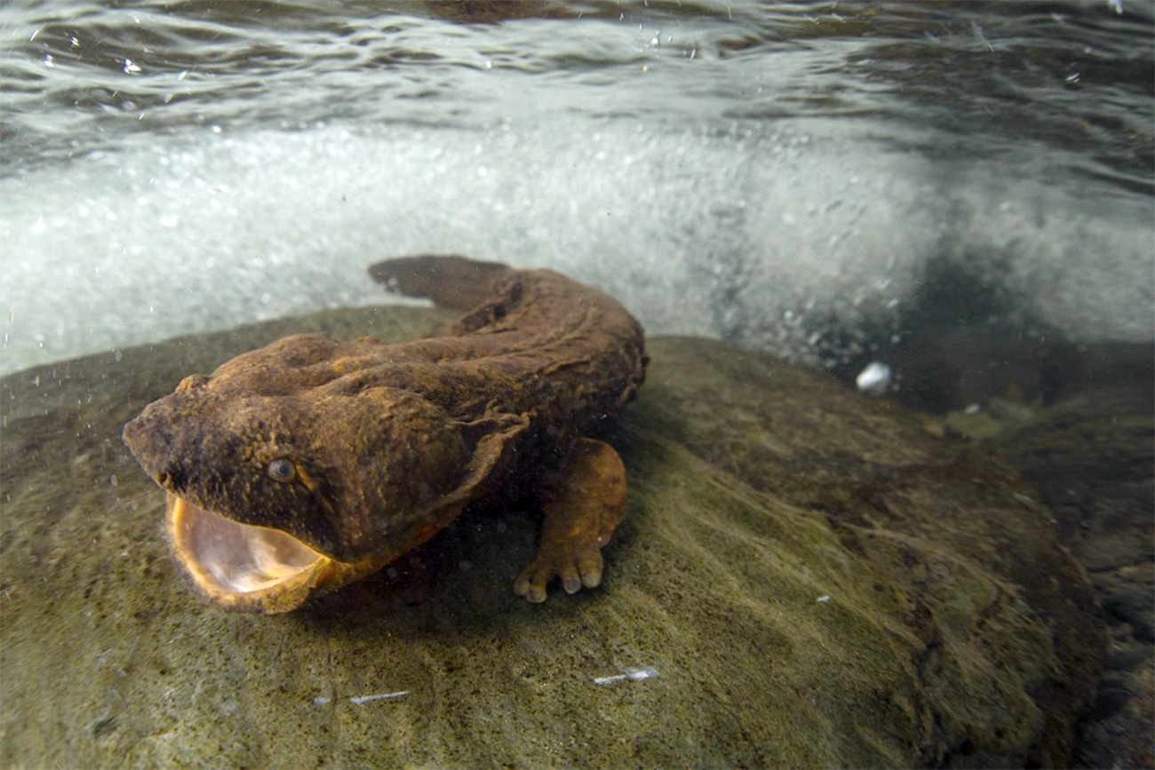 Meet the hellbender - Cosmos Magazine