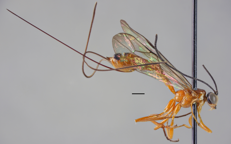 a wasp species new to science from Uganda.