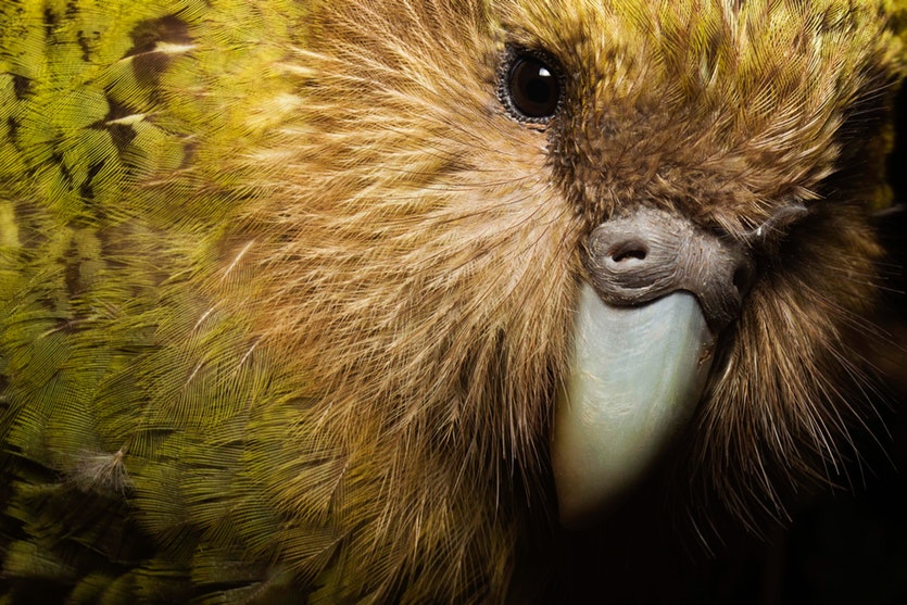 This close-up shows why early settlers to new zealand often called kakapos “owl parrots. ”