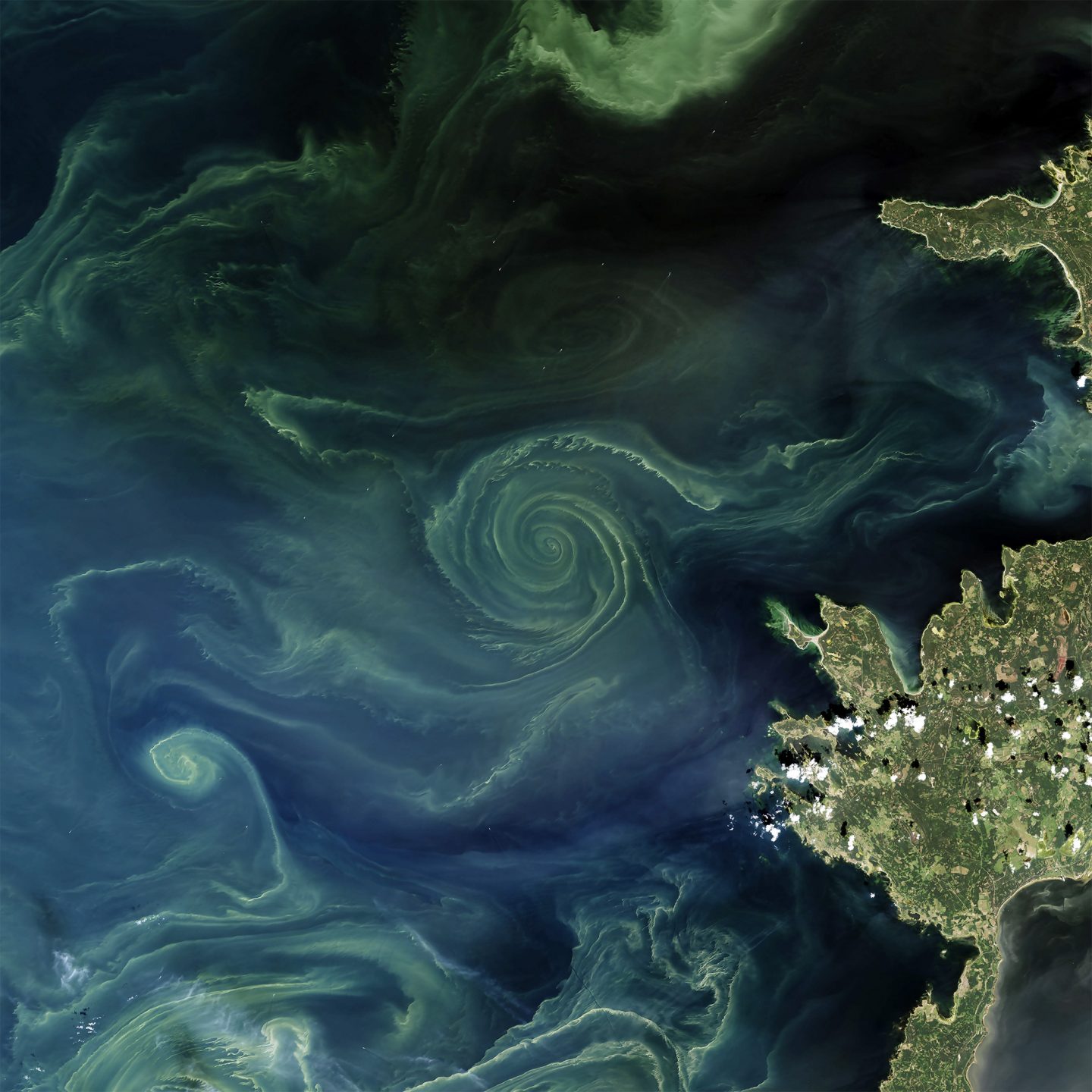 Green phytoplankton trace the outlines of a vortex in the Baltic Sea.