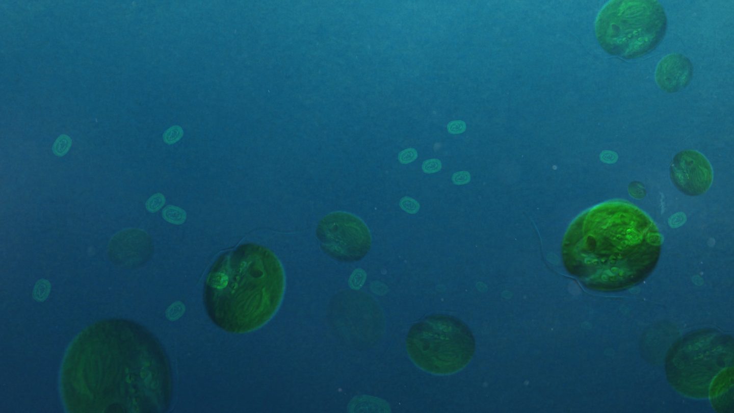 Algae alongside much smaller and less complex bacteria in the early ocean.