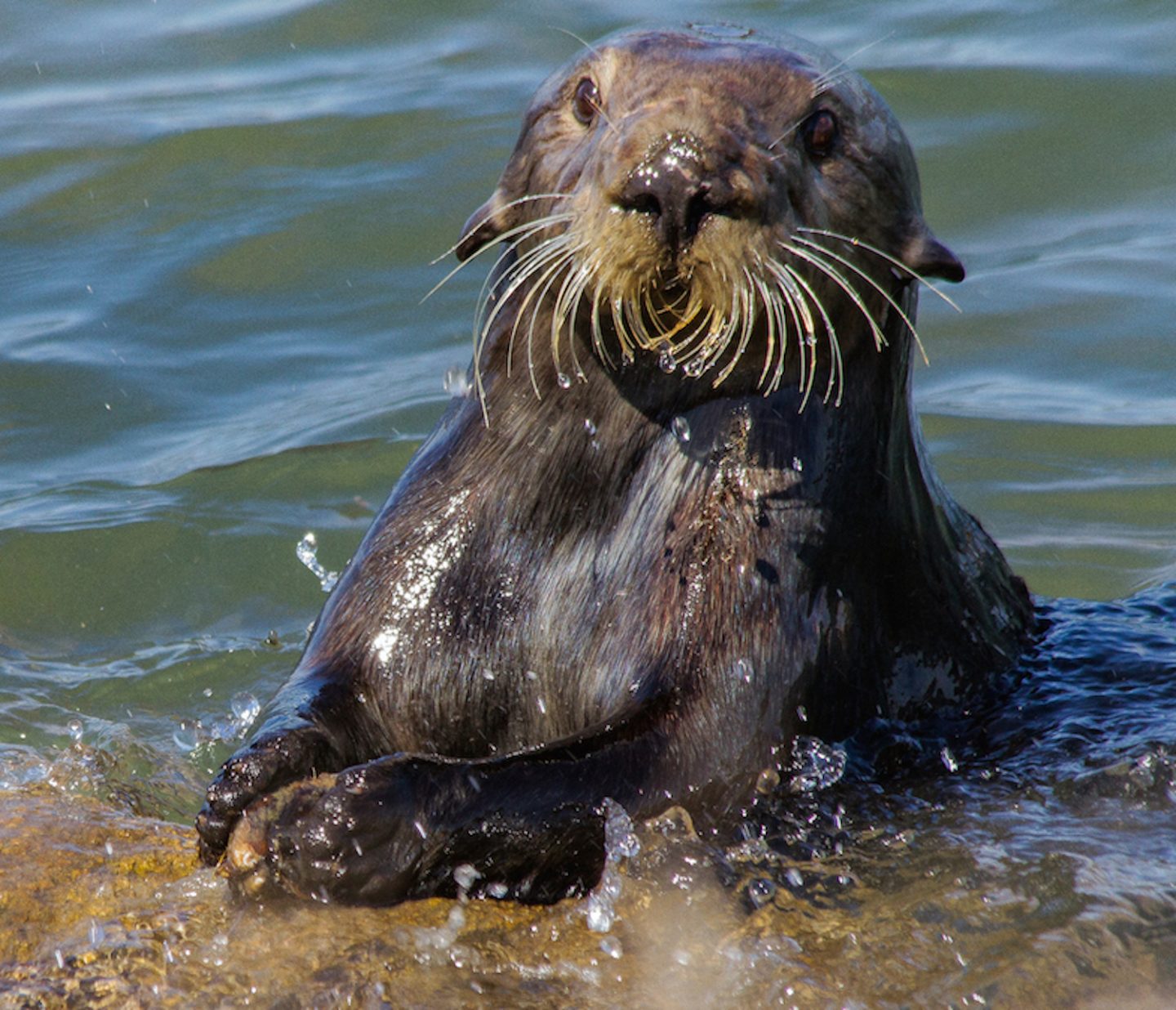 Cracking one for lunch. A sea otter breaking open a mussel shell on an anvil rock.